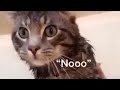 Funny Cats Talking And Yelling Like Humans