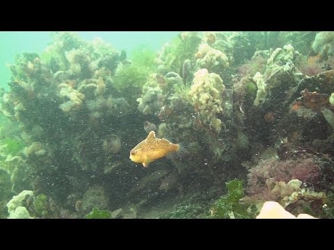 Baby-Seehase, Scharendijke,Grevelinger Meer,Niederlande