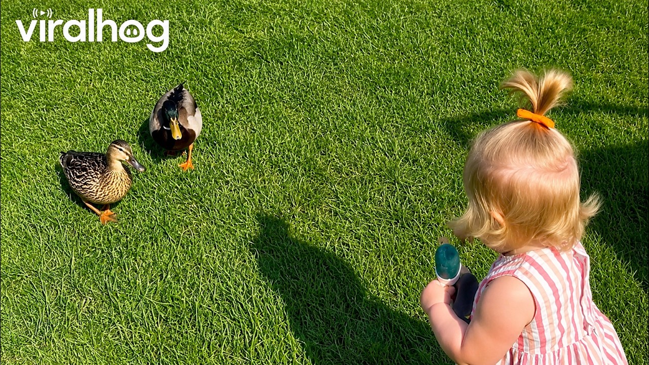 Toddler Realizes Her Favourite Toy Exists in Real Life || ViralHog