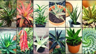 ALOE VERA VARIETIES - Plants Weekly