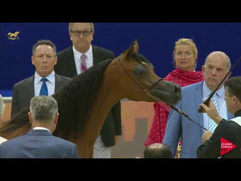 N 37 AJ SAMARA   Dubai 2019   Yearling Fillies section B