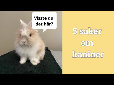 , title : '5 saker många inte vet om kaniner'