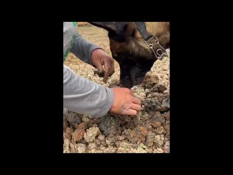 Amazing Dog 🐕 good luck