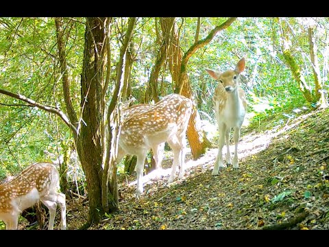 Wildcamerabeelden uit het Dijleland - juni - december 2024