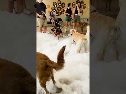 Dogs having fun playing with balls in the foam