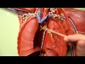 LYMPHATIC SYSTEM ANATOMY Body Plaque Model