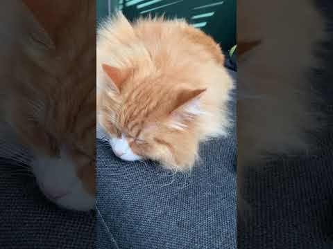 Dreaming siberian ragdoll cat 🫶 | JACKIE AND TEDDIE   #cats #siberian #ragdolls