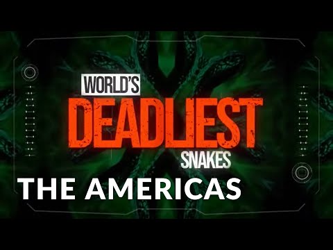 World's Deadliest Snakes I Se1 Ep03 I Snakes of the Americas