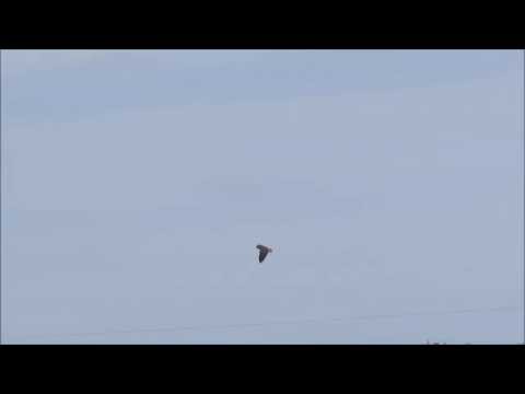 male red-tailed hawk is flying arond his nest to attract attention of a female hawk