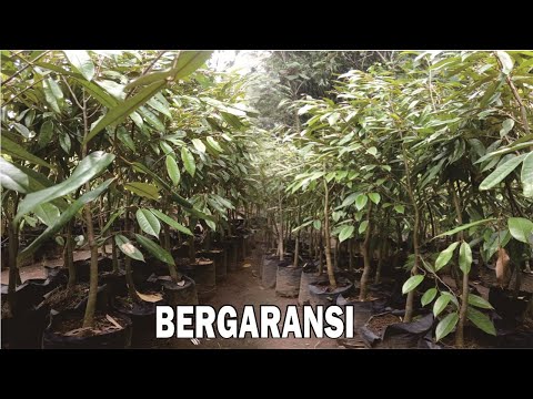 Bibit Durian 1 Meteran BERGARANSI Di Jamin Subur Dan Tanpa Resiko Kematian !!!