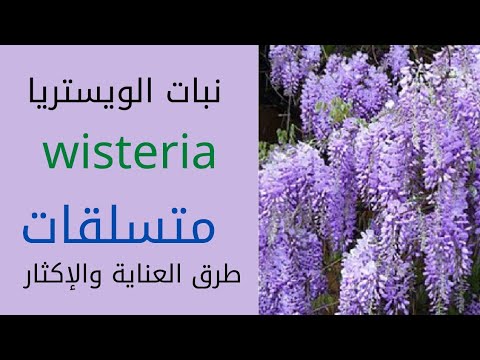 , title : 'نبات ويستريا/wisteria/متسلقات/هستيريا/طريقة العناية والاكثار'