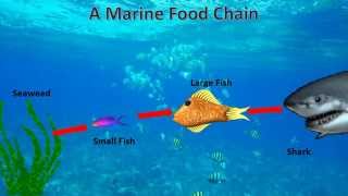 Animated Marine Food Chain (made in PowerPoint)