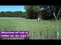 Deze akkerbouwer ziet zijn gewassen verpieteren door droogte