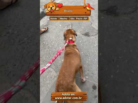 Vídeo de Bruno