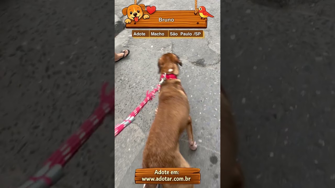 Cachorro raça SRD-ViraLata idade 1 ano nome Bruno
