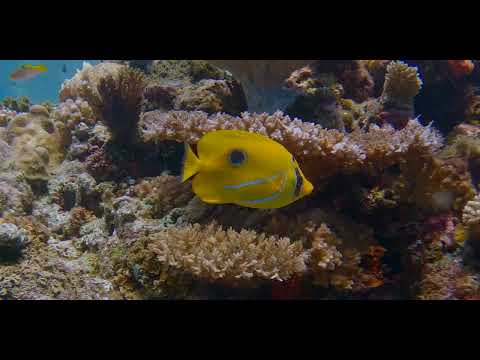 Fiji – Beautiful Walls, Soft Corals and Critters 11A - scuba diving video