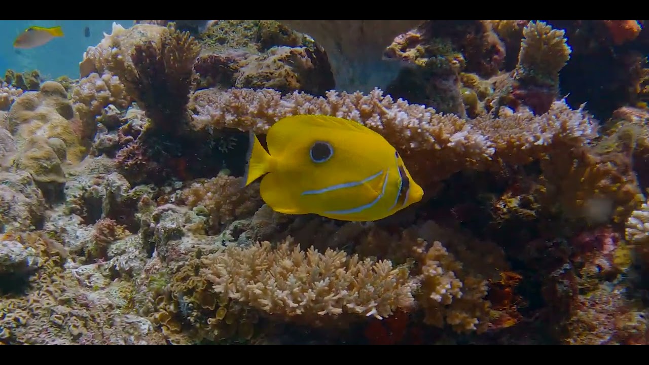 Eleventh of 17 videos - Diving aboard "Naía" amongst multiple Fijian islands in pristine clear water