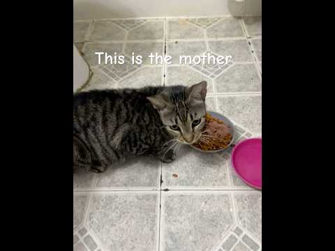 Update on the mother cat ❤️#cat #cats #kitten #mothercat #kitty #catshorts #shorts #fyp