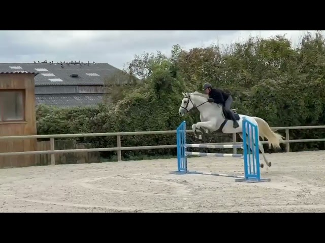 Jument CSO potentiel 135