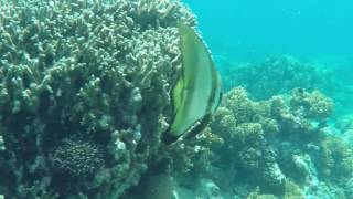PTF CEBU [2016 WHALE SHARK ENCOUNTER]