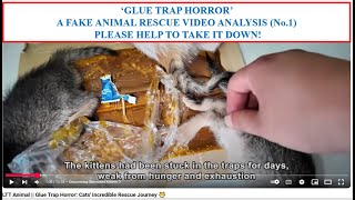 'Glue Trap horror' Fake Rescue Video analysis No.1