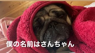 パグ 我が家のアイドル。#犬#パグ#ペット