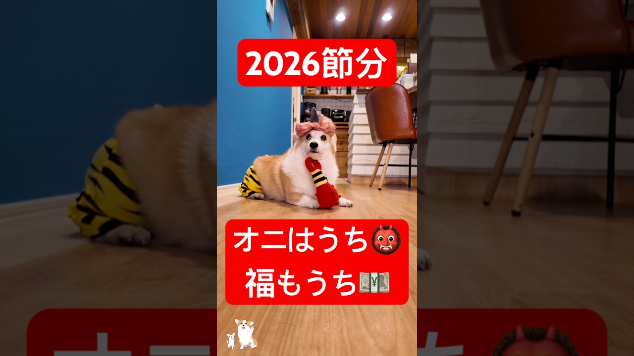 節分を楽しむコーギー　ꕀオニはうち 福もうち 米津玄師さんになっちゃった･･ꕀ #コーギー #つーちゃん #corgi