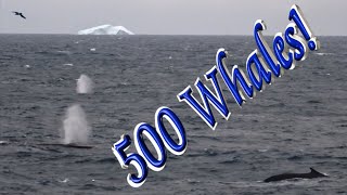 🐳 A sighting of 500 Whales!