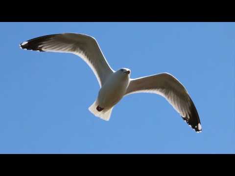 download lagu mp3 mp4 Crateur Lumire, download lagu Crateur Lumire gratis, unduh video klip Crateur Lumire