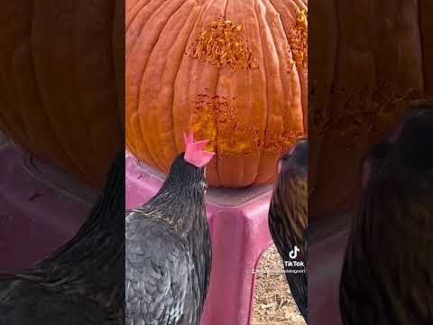 , title : 'Hilarious Chickens Use Beaks to Carve a Pumpkin! #Halloween #Shorts'