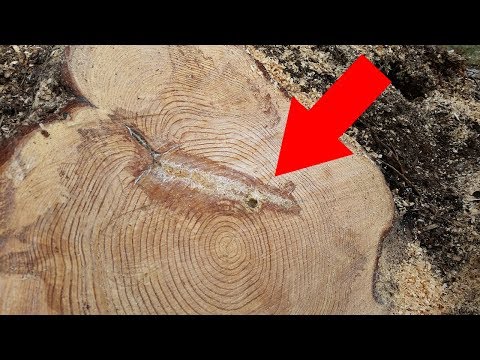 When Lumberjacks Saw A Strange Marking Inside This Tree, They Knew They Were Onto Something