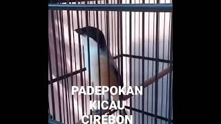 Download lagu pentet/cendet isian lovebird dan kenari mp3