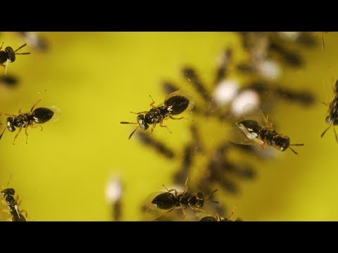 A Tiny Wasp, with a Big Evolutionary Secret to Tell