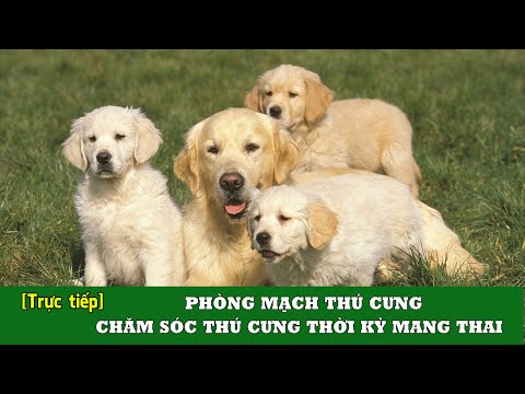 PHÒNG MẠCH THÚ CƯNG - CHĂM SÓC THÚ CƯNG THỜI KỲ MANG THAI | VTC16"