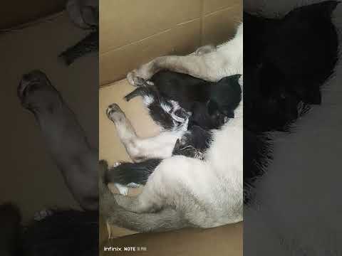 AGAWAN NG ANAK, NAUWI SA HIRAMAN NG ANAK...