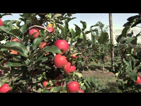 download lagu mp3 mp4 Where Are Kanzi Apples Grown In Australia, download lagu Where Are Kanzi Apples Grown In Australia gratis, unduh video klip Where Are Kanzi Apples Grown In Australia