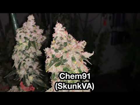 ‘Twas The Night Before Harvest.