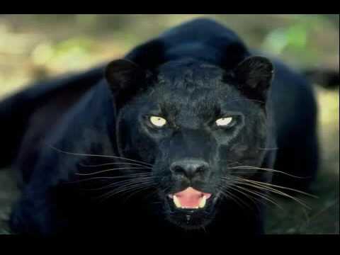 Oliver Shanti - Journey to Shambala