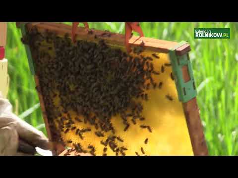 Z kamerą w Pasiece "Pszczele Wzgórze"