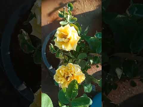 multiple types of 🌺 #flowers #garden