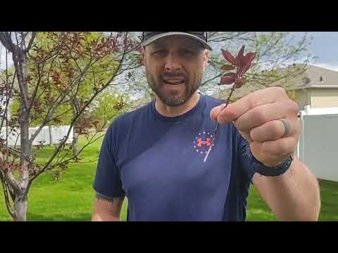 Cutting.  Grow a tree from a branch