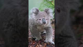 Download lagu A koala WALKING? π¨ mp3 Download lagu A koala WALKING? π¨ mp3
