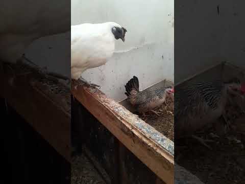 ya los pollos tiene. 4 meces y preciosa  serca a romper postura a su 8 meses y medio