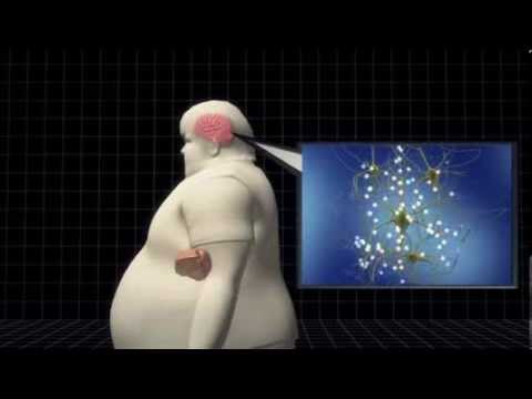 Fatty liver starves brain of an essential protein, leading to dementia