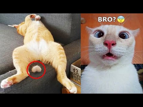Essayer de ne pas rire 🤣 meilleurs chiens et chats drôles partie 2