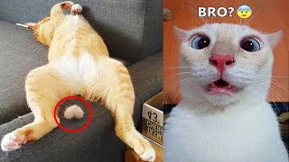 Essayer de ne pas rire 🤣 meilleurs chiens et chats drôles partie 2