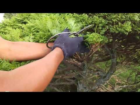 Japanese Traditional Garden Technique  -Pruning-  "Japanese cypress" by OHTA NIWAISHI