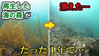 【悲報】再生に成功した海藻の森が一年で消えた…原因を探ると新たな事実が判明。
