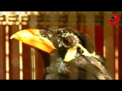 Ogonek the Talking Mynah - finalist of the "Parrot Chat" 1999