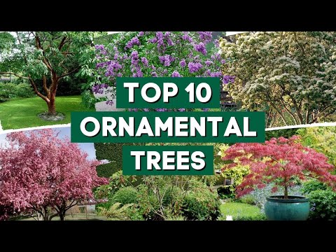 10 Most Popular Ornamental Trees for Your Garden 👌🌿💚 // PlantDo Home & Garden